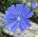 Fleurs de Bach