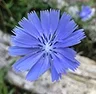 Fleurs de Bach